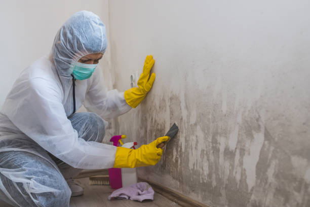 Best Black Mold Removal  in Pearl City, HI