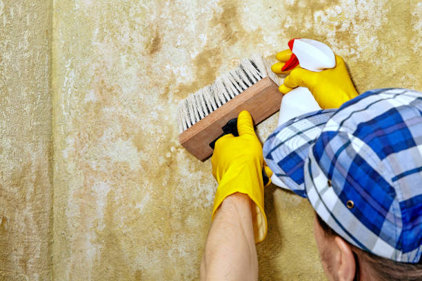 Best Mold Documentation for Insurance Claims  in Pearl City, HI